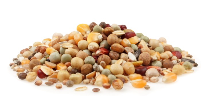 mifuma Zucht Pro 25kg