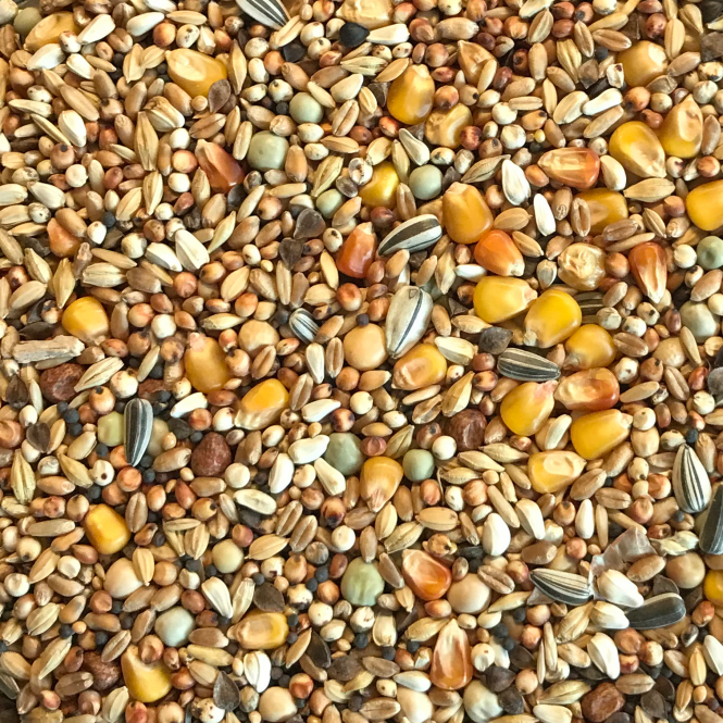 BEYERS Jungtauben Original 25kg (Sport-Aktion)