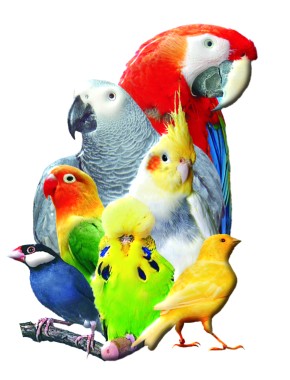 PALOMA Kanarienfutter o. Rübsen 20kg V163